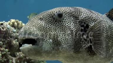 马尔代夫巨型河豚大型视频特写水下海底。