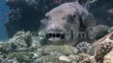 马尔代夫巨型河豚大型<strong>视频</strong>特写水下<strong>海底</strong>。