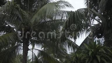 热带<strong>雨林</strong>树棕榈夏季泰国热带<strong>雨林</strong>，自然，室外，水