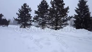 暴风雪暴雪与常青树。 带有树木区域的下雪自然场景。 北雪天气风景区
