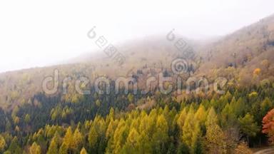 壮观的无人机镜头，俯视瑞士阿尔卑斯山的一片秋天森林。