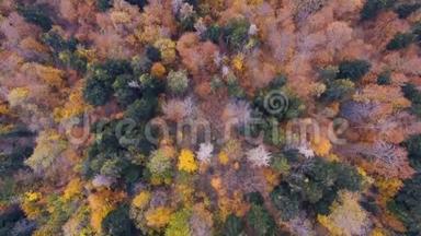 壮观的无人机镜头，俯视瑞士阿尔卑斯山的一片秋天森林。