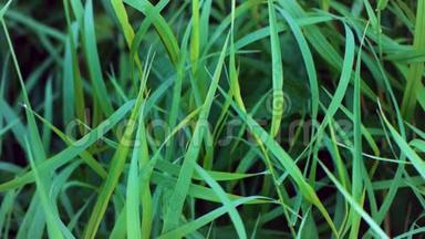 鲜绿的草地背景.. 绿油油的小草，滴着露珠. <strong>雨后</strong>潮湿的草。 特写树叶。 剪辑