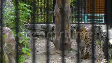 动物园里的猎豹。 猎豹在小生境中踱来踱去。 动物园里一只美丽的猎豹