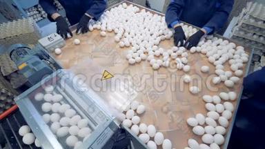 家禽工人把新鲜的鸡蛋放进箱子里。 家禽养殖场。