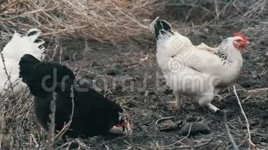 黑白农场鸡在深秋或<strong>早春</strong>的枯草中放牧。