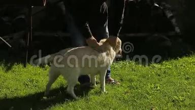 年轻的<strong>狗主人</strong>在公园里玩他的拉布拉多
