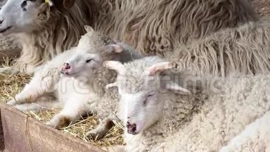 绵羊群在羊圈的<strong>干草上</strong>咀嚼<strong>干草</strong>，年轻的公羊在农场里睡觉。