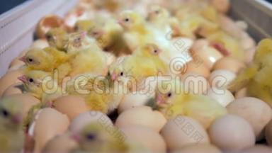 刚出生在家禽农场孵化的小鸡。 4K.