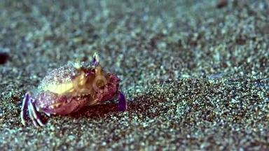 在祖鲁海杜马盖特的<strong>沙滩</strong>上，粗糙的盒子<strong>螃蟹</strong>卡帕加鲁斯