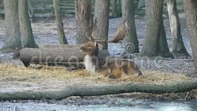 在围栏中发现的浅鹿搜索秋天落叶，寻找掉下来的橡子。 寒冷的秋天早晨。