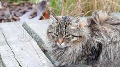 一只美丽的毛茸茸的猫，在<strong>大风</strong>下坐在木桥上