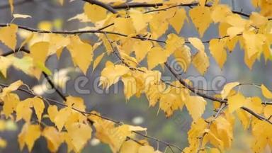 黄桦树的叶子随风飘动