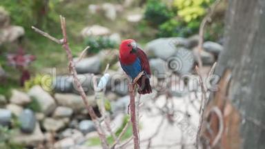 美丽的异国情调鹦鹉坐在热带花园的树枝上，亚洲鸟类，热带动物群