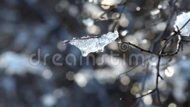 一块薄薄的树枝上的冰在风中沙沙作响
