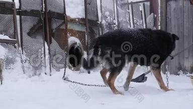 冬天的时候，看门<strong>狗</strong>会用链子拴在<strong>狗舍</strong>上。