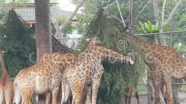 动物园里的长颈鹿在鸟舍里走来走去，吃东西