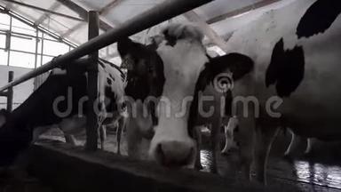 特写喂养奶牛.. 录像。 奶牛在现代奶牛场吃干草。 奶牛吃营养饲料和干草