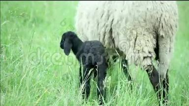 站在田野里的羔羊和绵羊