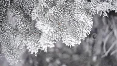 冬天的<strong>杉树</strong>森林，有着白雪皑皑的圣诞树。 冬天的一天，雪覆盖了<strong>杉树</strong>。 冬天的背景。 下雪了