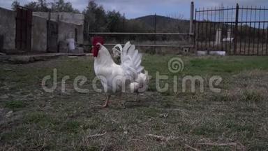 <strong>白公鸡</strong>带着鸡在农家院，动物们在农家院里徜徉..