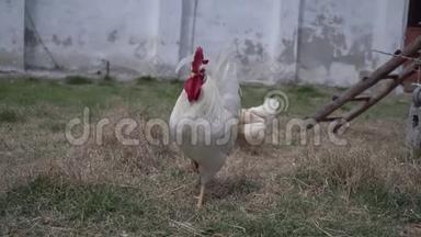 白公鸡带着鸡在农家院，动物们在农家院里徜徉..