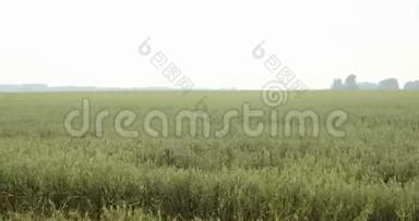 燕麦的足迹。 塞尔维亚燕麦田景