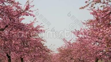 春天的花朵系列：樱花在微风中的樱花树枝上小簇的绽放，蓝天的开阔视野