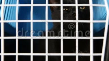 残酷对待家庭宠物.. 一只黑猫坐在一个笼子里，放在一个被遗弃的动物的托儿所里。