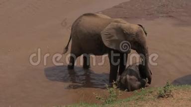 大象家庭带着好玩的小象在河里凉快，喝水