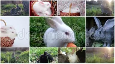 兔子，许多兔子，美丽的兔子，复活节的概念