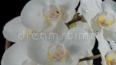 一朵盛开的兰花，被水滴覆盖。 从120fps下降的水滴缓慢运动