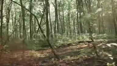 那个在森林里奔跑的人。 4K