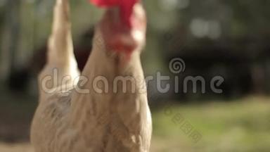 母鸡看着相机