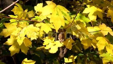 田野里的黄叶枫在风中簌簌作响，最后一只飞蝇在叶间飞舞