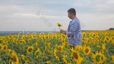 一个农夫在一片田野上，向日葵微笑着，手里拿着向日葵的慢动作视频。 麦田夏田