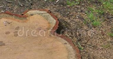 橡树山毛榉树桩树干，细节，360