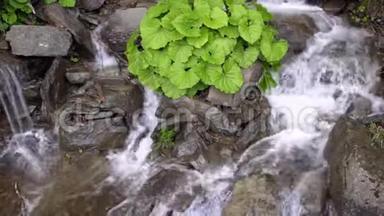 狂野的河流。 石水飞溅.. 绿色灌木生长在瀑布的石头上。