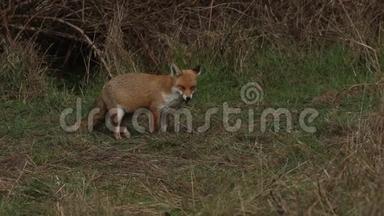 一只<strong>壮美</strong>的野生红狐，火狐，在灌木丛边缘觅食。