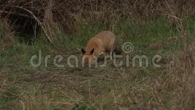 一只<strong>壮美</strong>的野生红狐，火狐，在灌木丛边缘觅食。