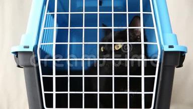 残酷对待家庭宠物.. 一只黑猫坐在一个笼子里，放在一个被遗弃的动物的托儿所里。