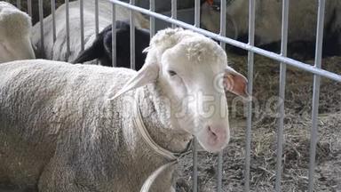 羊羊躺在一个摊子里。 畜牧业，