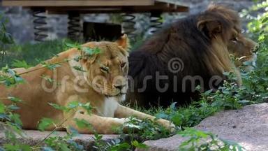 阳光明媚的一天，两只大狮子躺在动物园的石板上