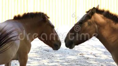 两只棕色的马在动物园里浪漫地看着对方