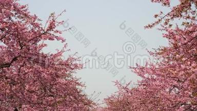 春天的花朵系列：微风中樱花枝上小簇的樱花，蓝天的开阔视野