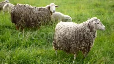 绵羊带着羔羊看着相机，发出声