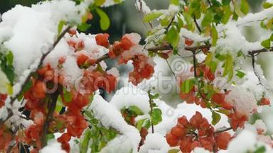 小红花冻在雪下
