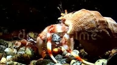 巨蟹座的螃蟹拖着贝壳在水下寻找白海的食物。