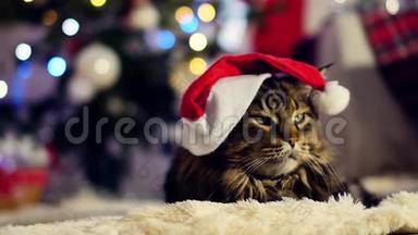 一只戴着圣诞帽的<strong>大猫</strong>，坐在盒子里拿着礼物。 圣诞树和灯