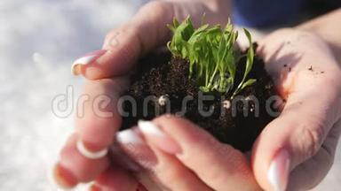 女人手拿着绿色的小芽。 一个女人手里拿着一颗发芽的黑土。 特写